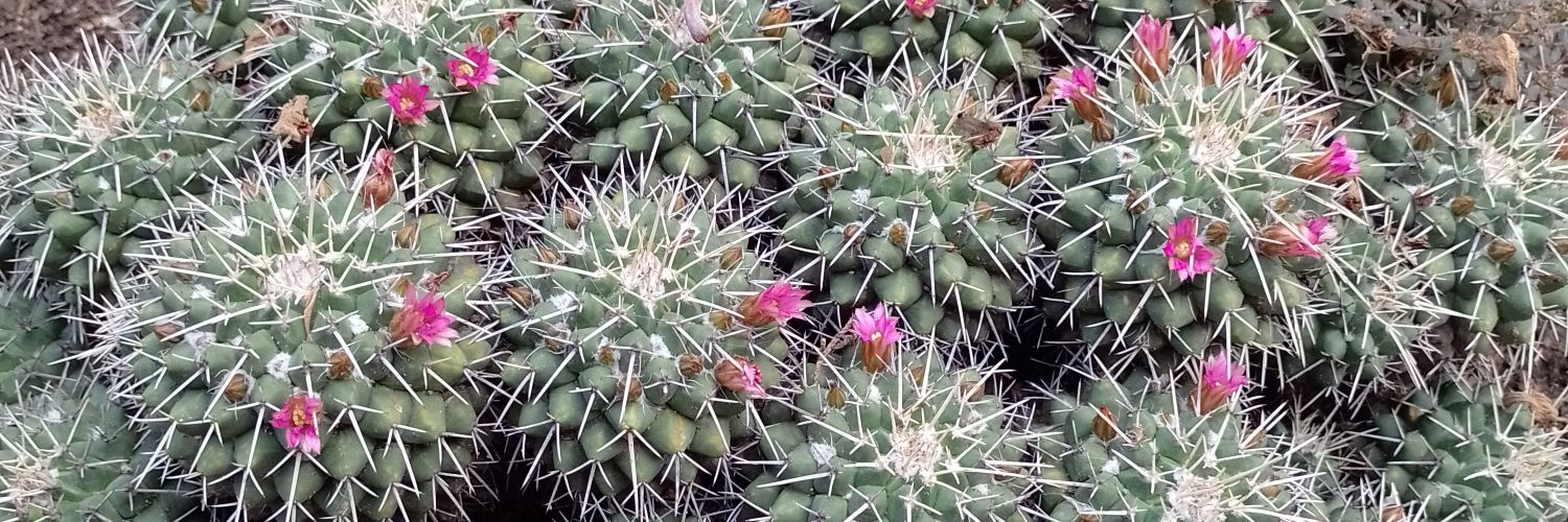 Danann Huicochea banner