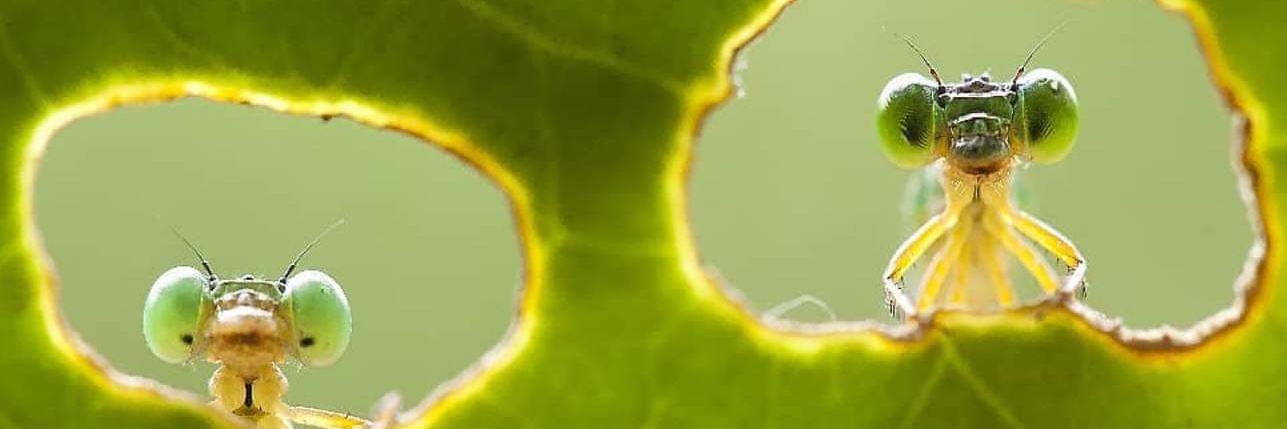 gramone's profile banner image