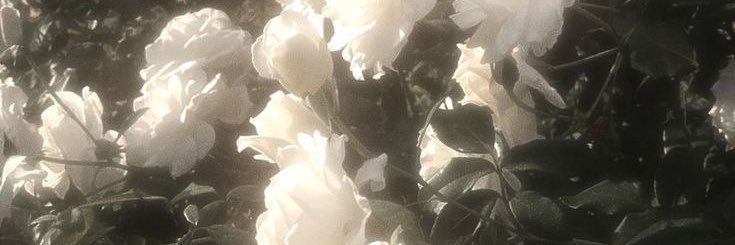 하루 banner
