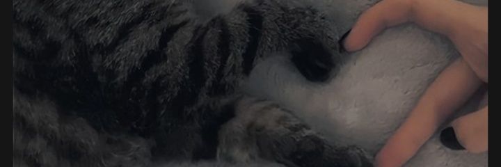 TweetsMehek's profile banner image