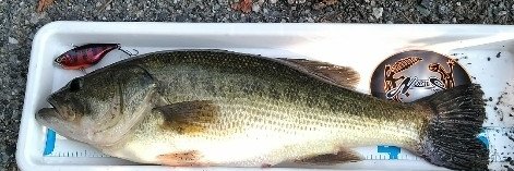 パンダパン banner