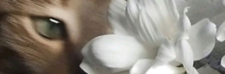 wrixlewinter's profile banner image