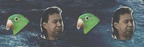 Gato banner