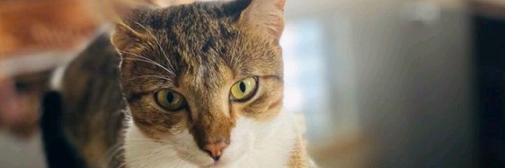 TEEJAY ❤️ banner