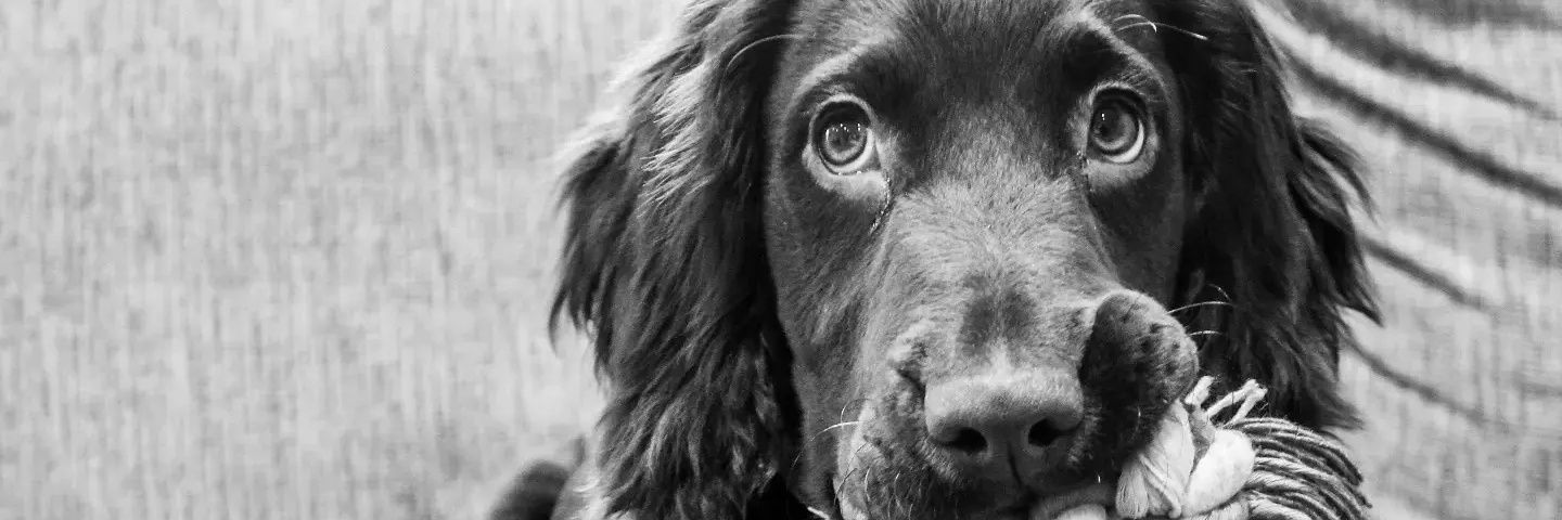 Freddie The Sprocker banner