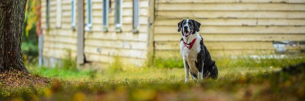 DogFiles Profile Banner