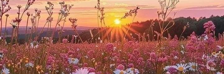 . ݁₊ ⊹ . ݁ 𝓡𝓸𝓼𝔂𝓡𝓮𝓭𝓟𝓲𝓵𝓵 ݁ . ⊹ ₊ ݁. banner