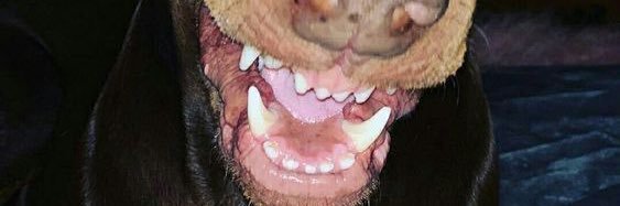 guga ᵇᶠʳ banner