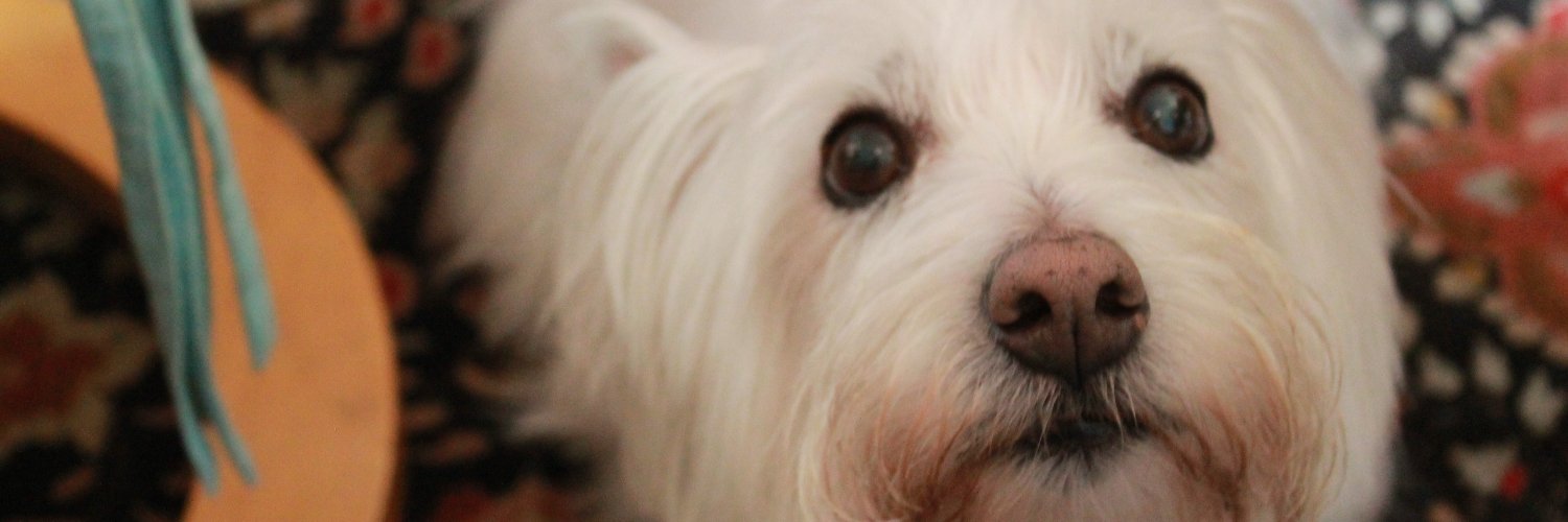 PEtessami's profile banner image