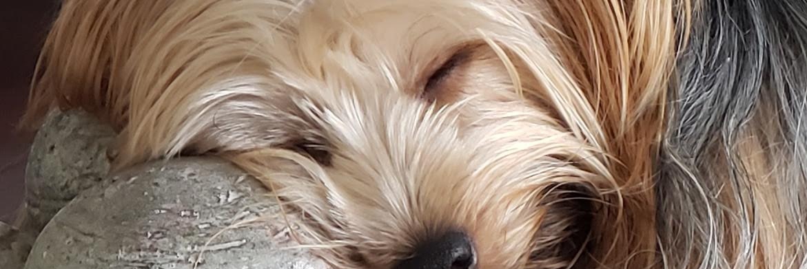 100% Bolsonaro/Trump banner