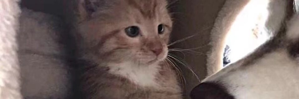 Julius Keynes banner