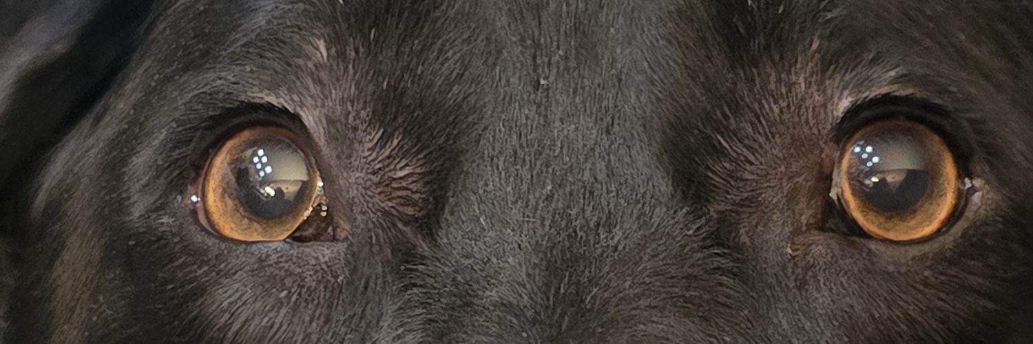 Steve60432's profile banner image