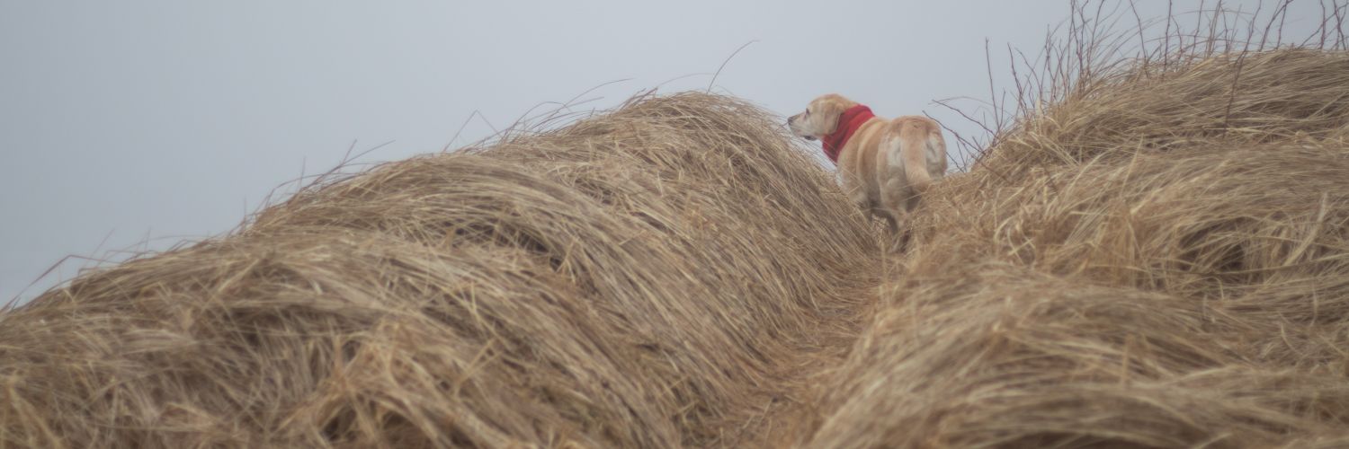 alongcamelabs's profile banner image