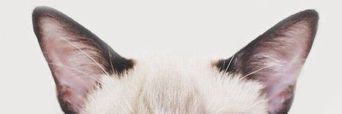 themooncalf's profile banner image