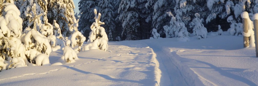 Drac Ul | saintp.bnb (💙,🧡)🛸 .fuel Tabi 🟧 banner