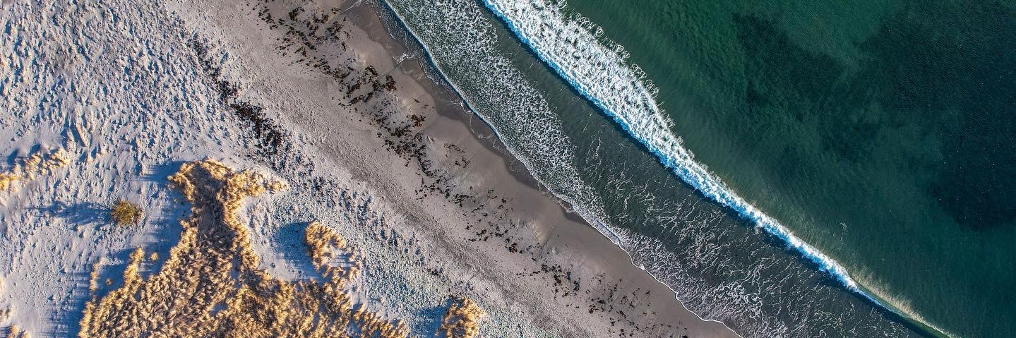 Cattle Dogs & Company banner