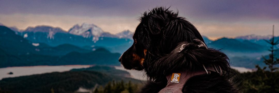 j a c k + k é d a ↟ banner