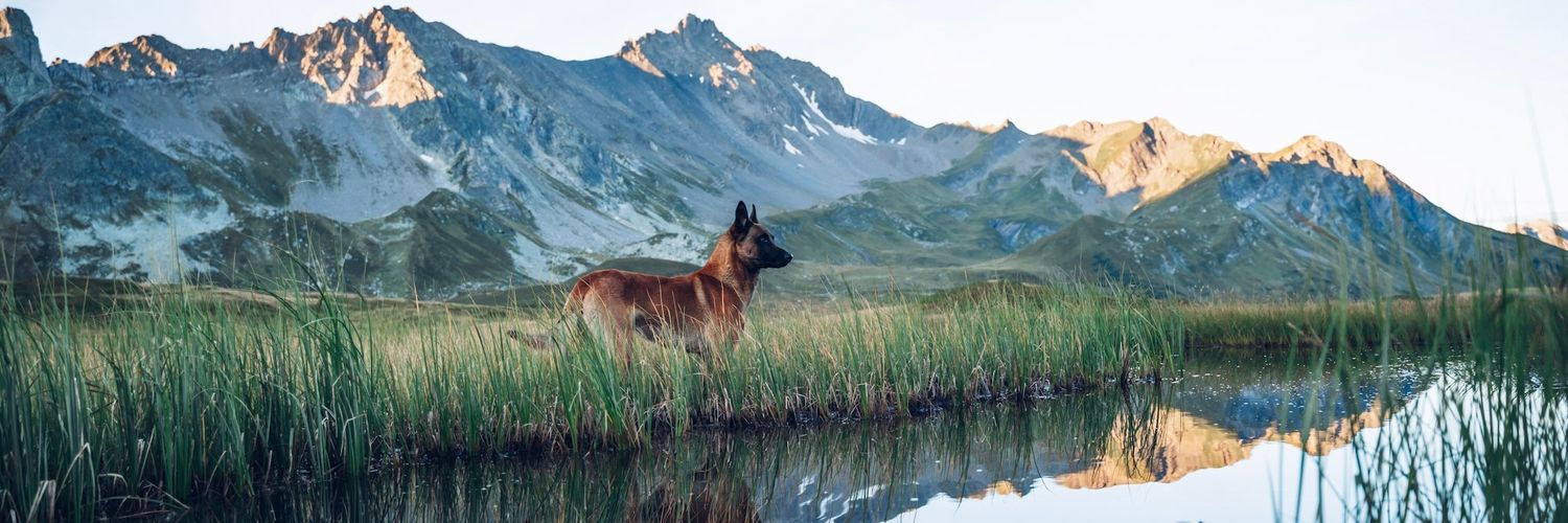 2 Belgian Explorers banner