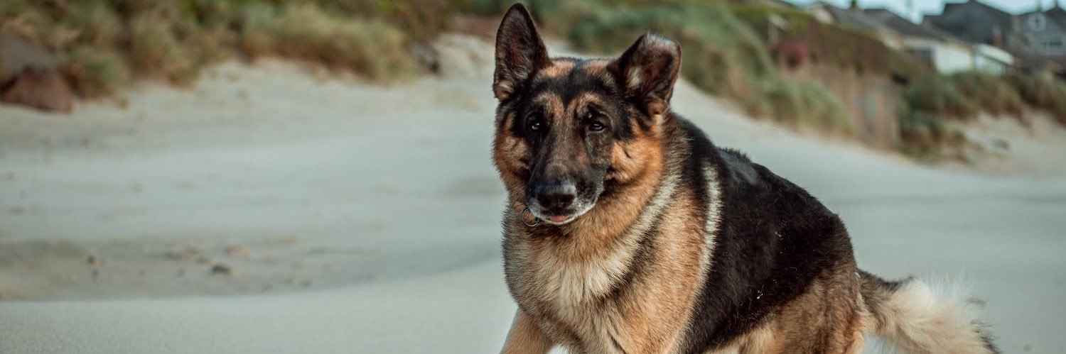 OhMyGSDs || OMyAussie banner