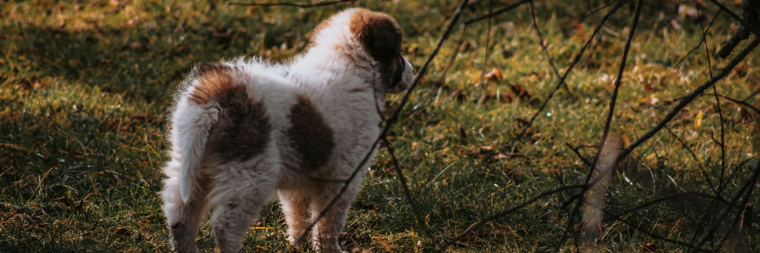 Sunshine & Delilah banner