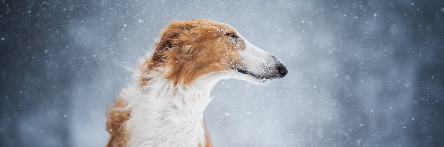 Dazzle_everything banner