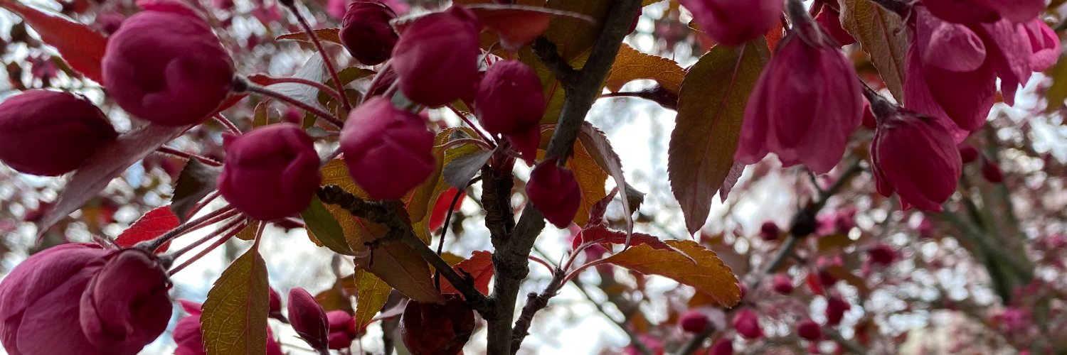 GretaJReed's profile banner image