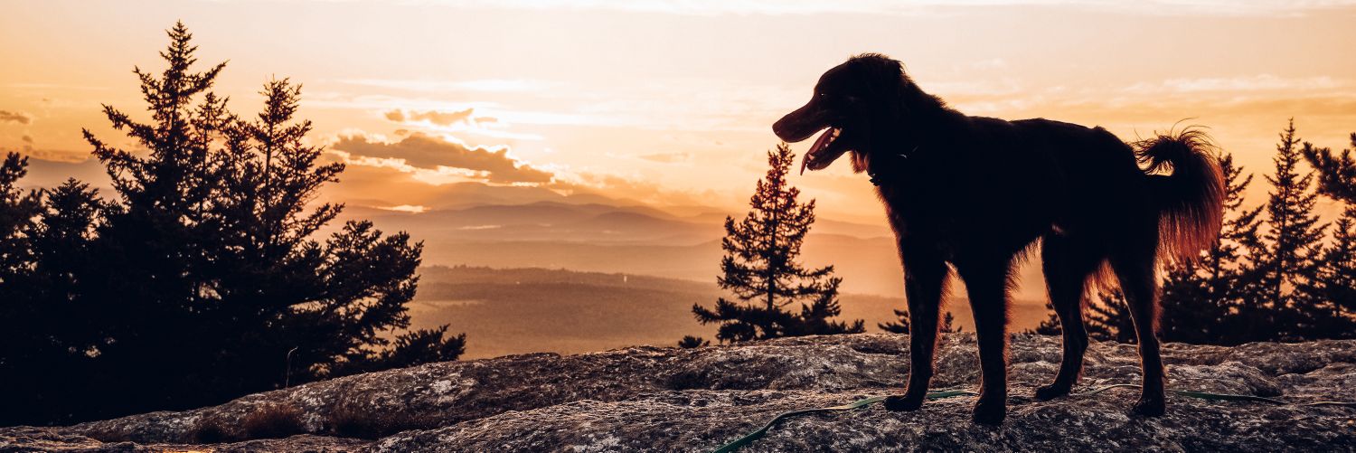 beastsinthenortheast banner