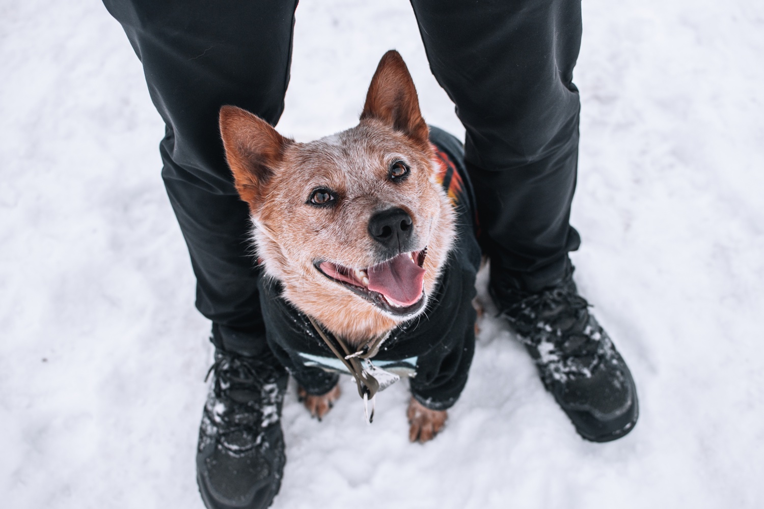 Vic, Hayden & Arlo banner