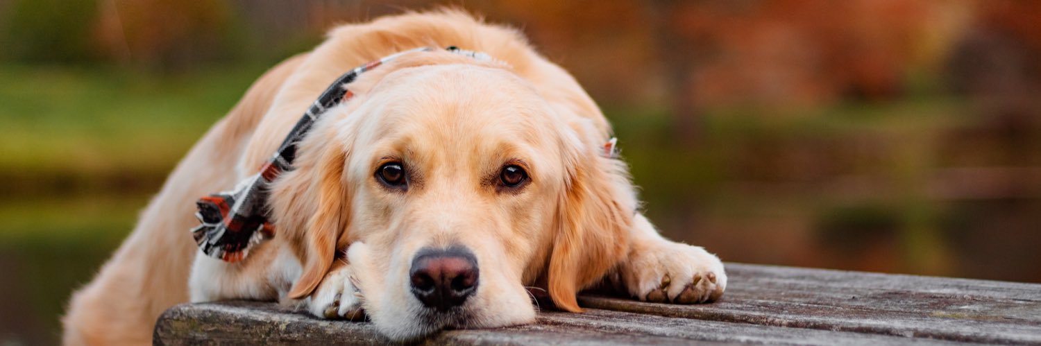 Atlas & Jordyn banner