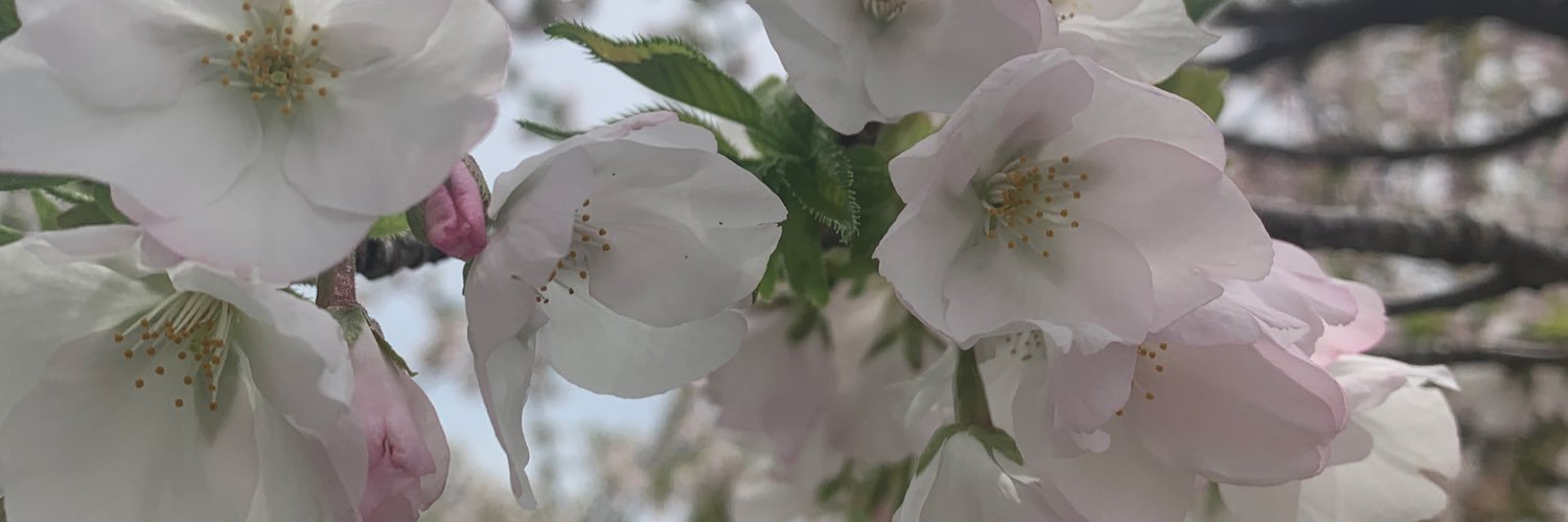 kou_plus_fun's profile banner image