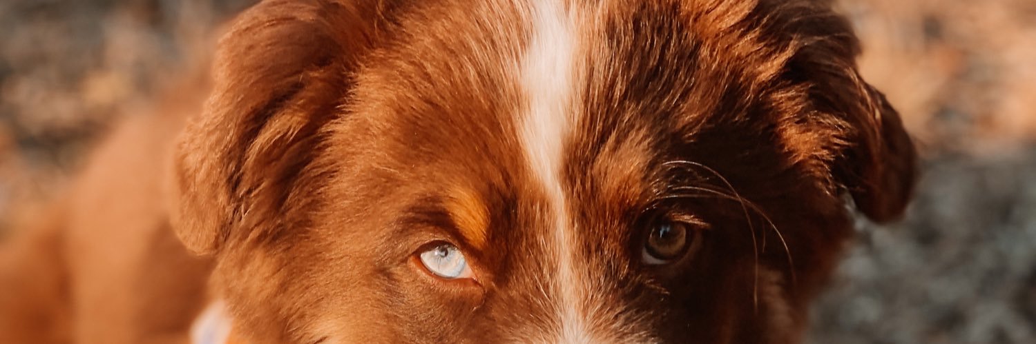 miniaussiebanks's profile banner image
