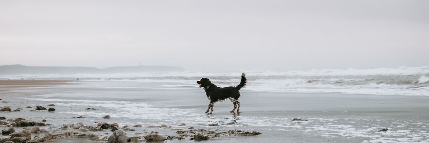 𝐅𝐞𝐝𝐝𝐞 𝐄𝐱𝐩𝐥𝐨𝐫𝐞𝐬 banner