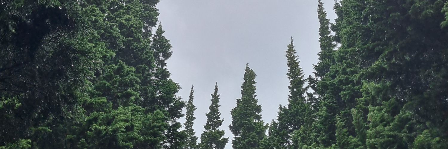 fireveal's profile banner image