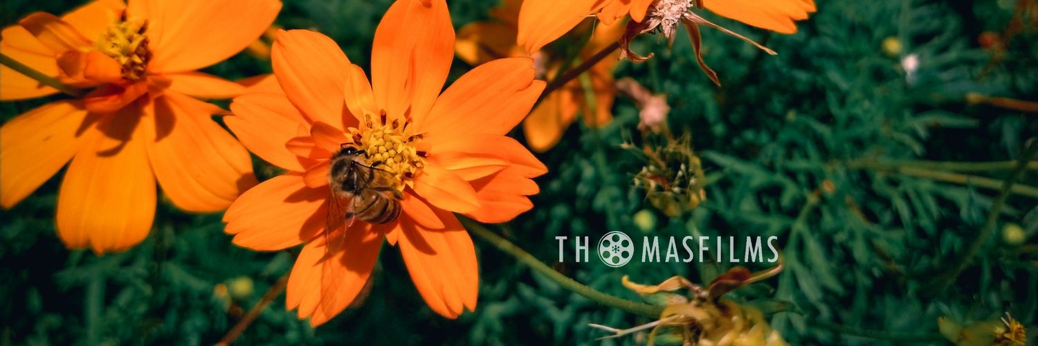 thomassfilms's profile banner image