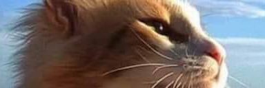 Зенітний Віктор banner