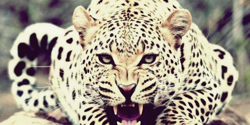 AdieGtz's profile banner image