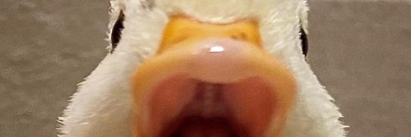 aspidisstraa's profile banner image