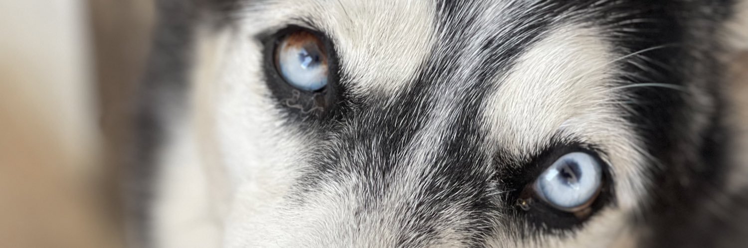 Brunofrost's profile banner image