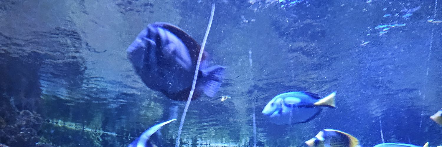 скрич 🇺🇦 banner