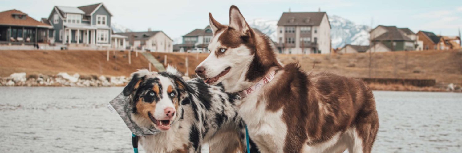 Tailsofthecosmos banner