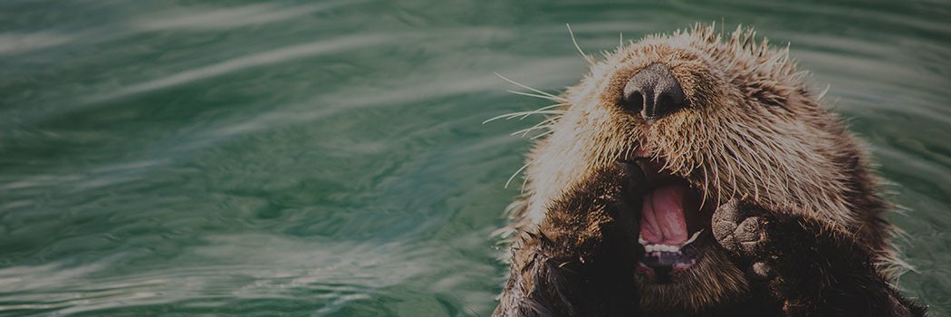 OtterPromoter's profile banner image