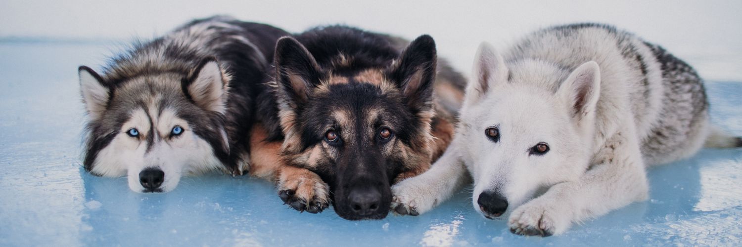 wanderin.wild banner