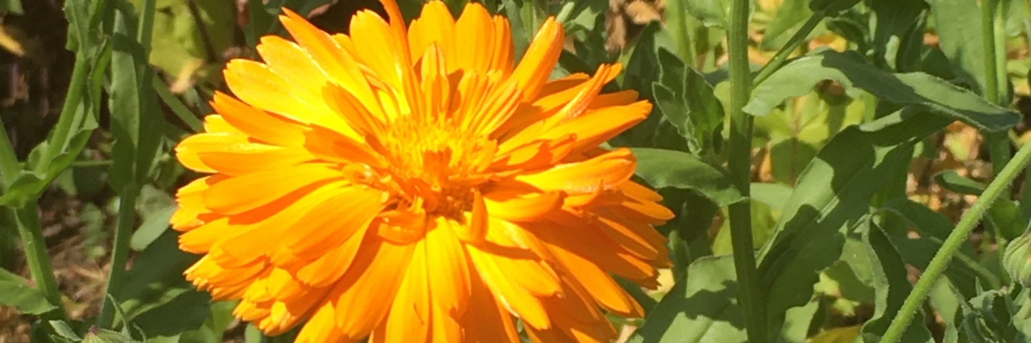 Hely331's profile banner image