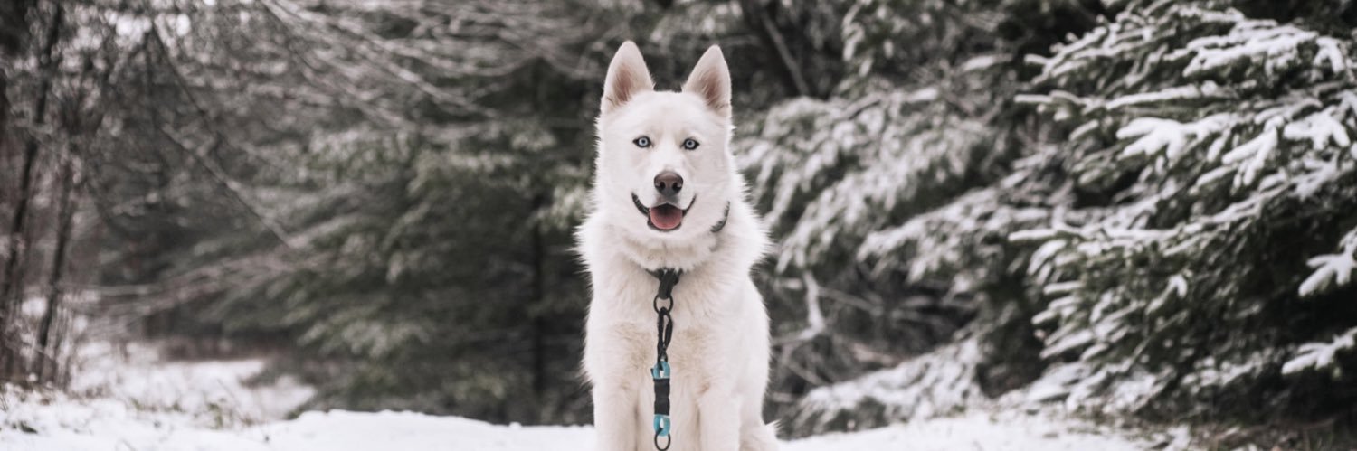 Jasper + Lexy banner