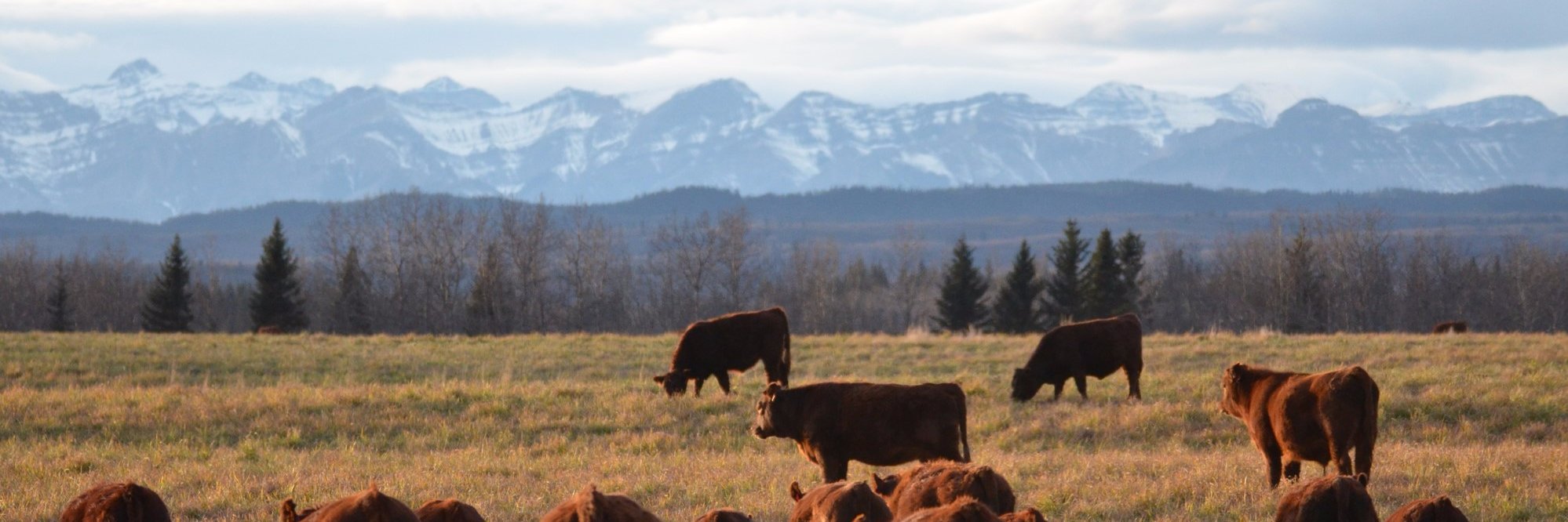 Claire Windeyer banner