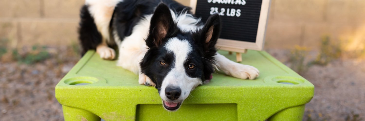 Ava, Bentley & Cami banner