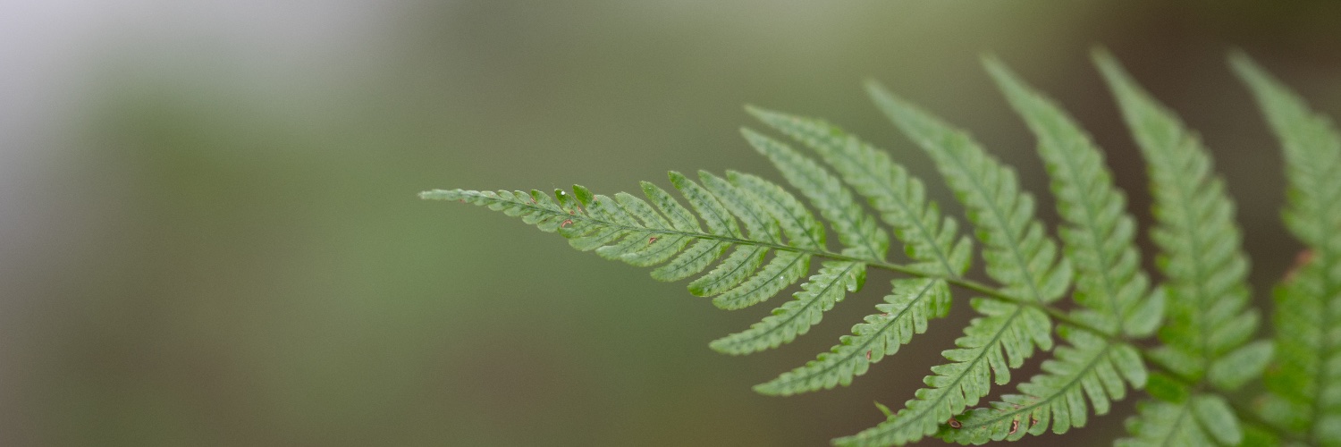 ✧*。ヾ(｡ᐳ﹏ᐸ｡)ﾉﾞ。*✧ banner