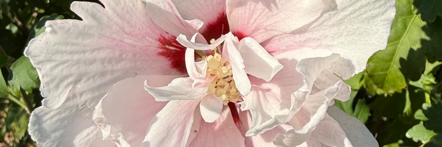 LoftyLoamBloom's profile banner image