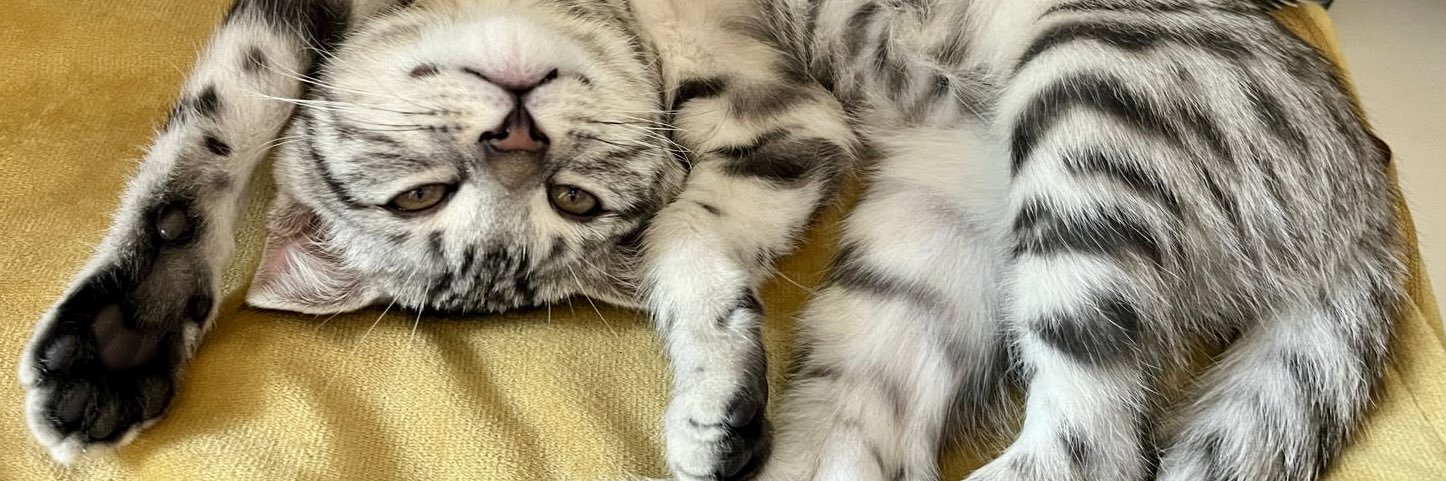 Just a cat guy 🐈‍⬛🐈‍⬛🐈‍⬛ Jason Minot banner