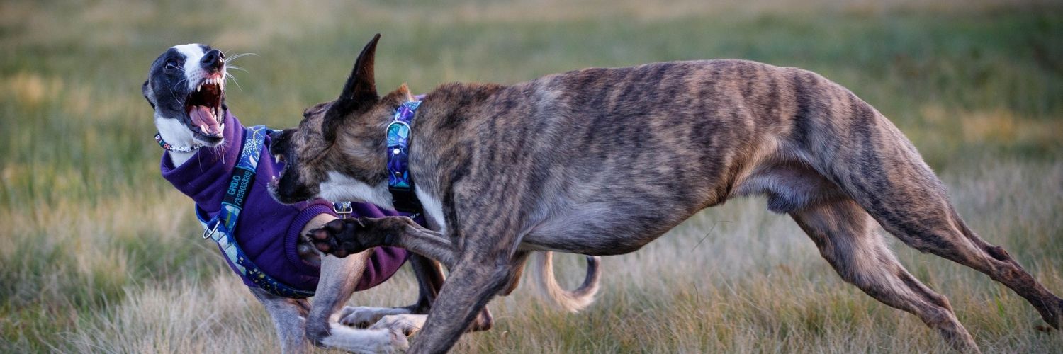 Thunder Team: Beryl i Grido banner